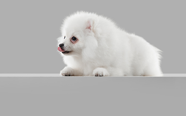 Image showing Studio shot of Spitz dog isolated on grey studio background