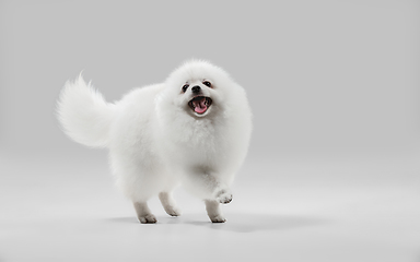 Image showing Studio shot of Spitz dog isolated on grey studio background