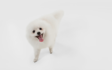 Image showing Studio shot of Spitz dog isolated on white studio background