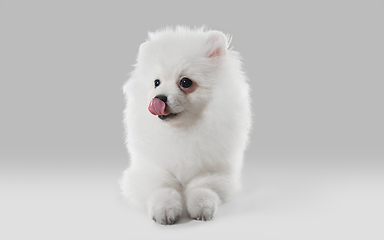 Image showing Studio shot of Spitz dog isolated on grey studio background