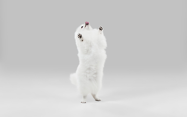 Image showing Studio shot of Spitz dog isolated on grey studio background