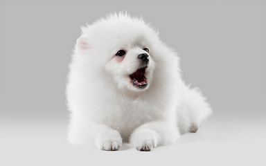 Image showing Studio shot of Spitz dog isolated on grey studio background