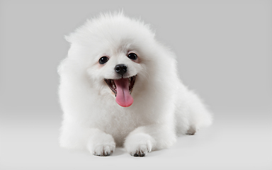 Image showing Studio shot of Spitz dog isolated on grey studio background