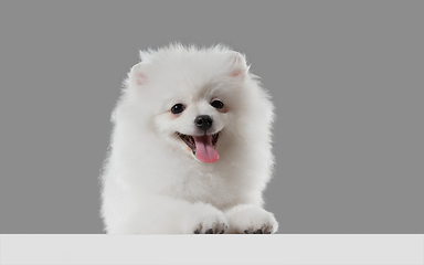 Image showing Studio shot of Spitz dog isolated on grey studio background