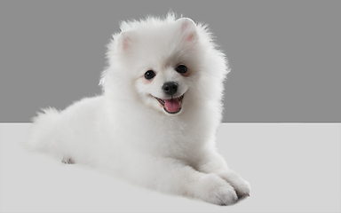 Image showing Studio shot of Spitz dog isolated on grey studio background