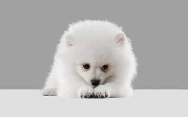 Image showing Studio shot of Spitz dog isolated on grey studio background