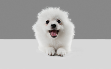 Image showing Studio shot of Spitz dog isolated on grey studio background