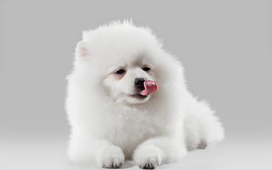 Image showing Studio shot of Spitz dog isolated on grey studio background