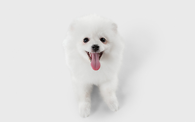 Image showing Studio shot of Spitz dog isolated on white studio background