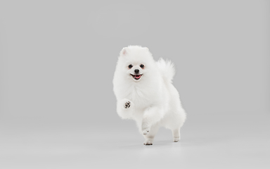 Image showing Studio shot of Spitz dog isolated on grey studio background