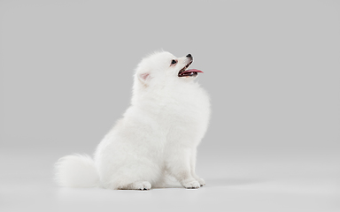 Image showing Studio shot of Spitz dog isolated on grey studio background