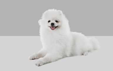 Image showing Studio shot of Spitz dog isolated on grey studio background