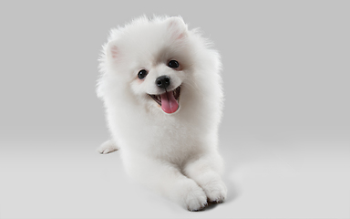 Image showing Studio shot of Spitz dog isolated on grey studio background