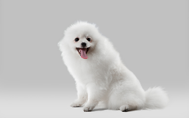 Image showing Studio shot of Spitz dog isolated on grey studio background