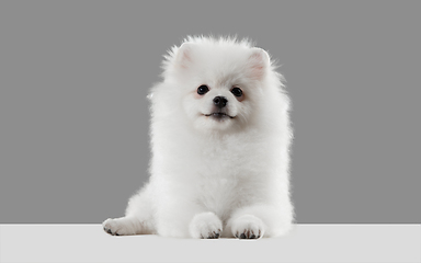 Image showing Studio shot of Spitz dog isolated on grey studio background