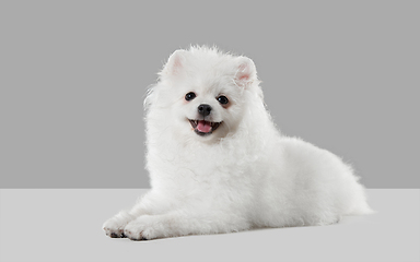 Image showing Studio shot of Spitz dog isolated on grey studio background