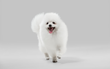 Image showing Studio shot of Spitz dog isolated on grey studio background