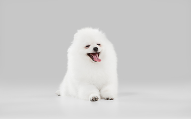 Image showing Studio shot of Spitz dog isolated on grey studio background