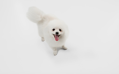 Image showing Studio shot of Spitz dog isolated on white studio background