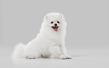 Image showing Studio shot of Spitz dog isolated on grey studio background