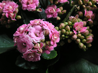 Image showing Kalanchoe