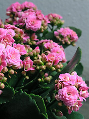 Image showing Kalanchoe