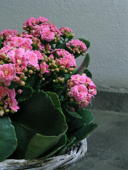 Image showing Kalanchoe