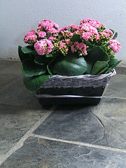 Image showing Kalanchoe