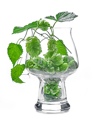 Image showing glass of hop plant cones isolated