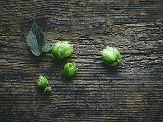 Image showing fresh green hop plant cones