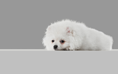 Image showing Studio shot of Spitz dog isolated on grey studio background