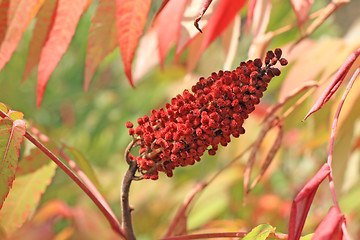 Image showing Red sumac seed head