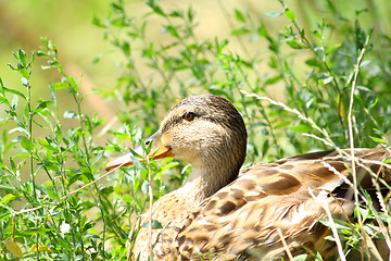 Image showing Duck 