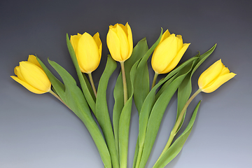 Image showing Yellow Spring Tulip Flower Abstract 