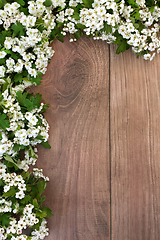 Image showing Hawthorn Flower Springtime Background Border