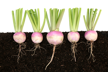 Image showing Organic Turnip Root Vegetables Growing in Soil