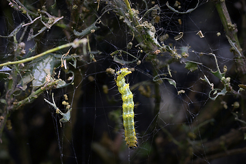 Image showing box moth larvae feeding on plant