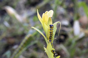 Image showing detail of Cydalima perspectalis eating the plant 