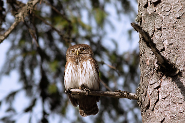 Image showing Eurasian pygmy owl closeup