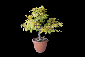 Image showing european beech young bonsai