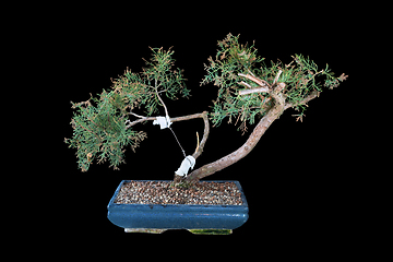 Image showing Juniperus chinensis bonsai over dark background