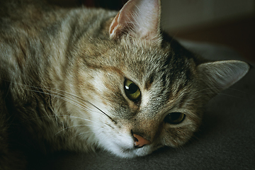 Image showing portrait of a beautiful cat