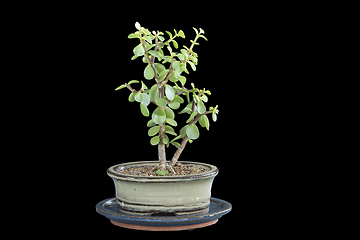 Image showing Portulacaria afra young bonsai