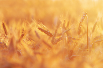 Image showing wheat field at dawn