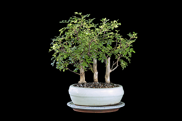 Image showing Zanthoxylum piperitum bonsai forest