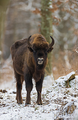 Image showing European Bison(Bison bonasus) young male