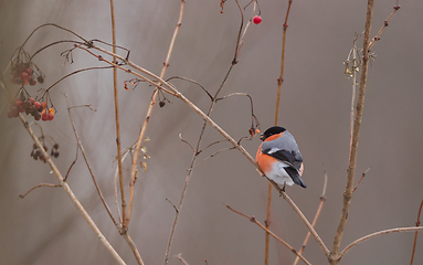 Image showing Eurasian Bullfinch(Pyrrhula pyrrhula)male on branch