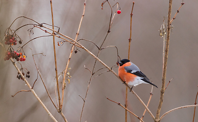 Image showing Eurasian Bullfinch(Pyrrhula pyrrhula)male on branch