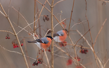 Image showing Eurasian Bullfinch(Pyrrhula pyrrhula)male on branch