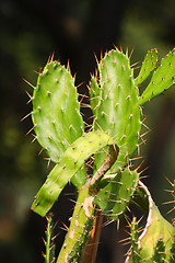 Image showing Cactus